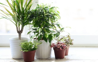 Lively pot garden foliage - AC repair Texas - SouthCoast AC